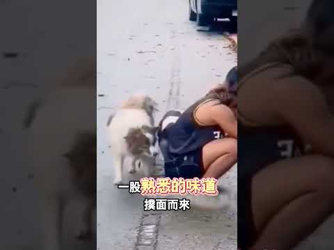 走失三年，聞到主人味道瞬間激動撲抱