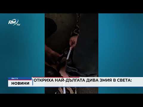 Откриха най-дългата дива змия в света