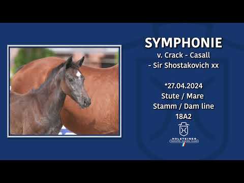 Holsteiner Fohlenmonat | Fohlen v. Crack - Casall - Sir Shosterkovich xx