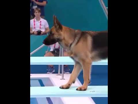 #cute dogs#trendingshorts#viral