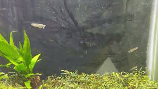 pseudomugil gertrudae aru ii #freshwaterfish #ornamentalfish #aquascape