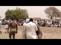 Chota Malo Pehlwan Vs Shan Pehlwan Hora New Kushti Mela Dangal
