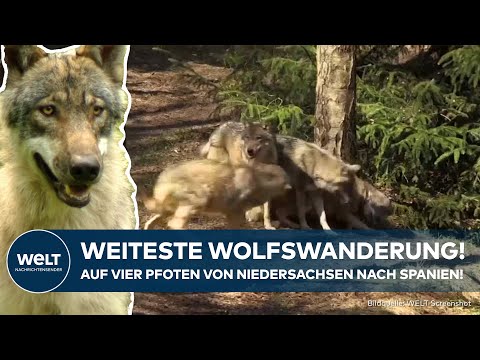 TIERISCHE REISE: Deutscher Wolf wandert bis nach Spanien! Mehr als je ein Artgenosse zuvor!