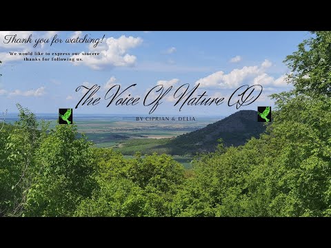 Total Relaxation With Sounds From Nature. 1 Hour Of Relaxing Music 432 Hz