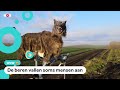 Monsterwolf-robot verjaagt beren in Japan