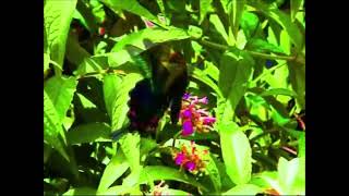 Cover art for Endymion(long edit)