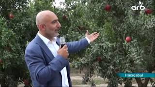 Pomegranate Valley” agro tour was organized in Hajigabul