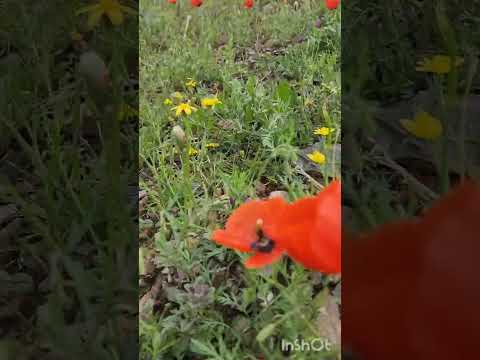 #nature #wildflowers #irannature #flowers#طبیعت