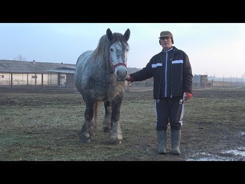 Caii domnului Nicu de la Tinca, Bihor 20 ian 2018