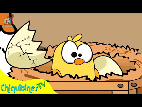 El Pollito Lito 🐣 La canción infantil más TIERNA para la hora de dormir | ChiquitinesTV