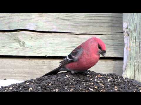 Pine Grosbeak