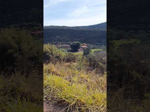 LAVOURA DE CAFÉ DA FAZENDA  , MUNICÍPIO DE RIO VERMELHO MG
