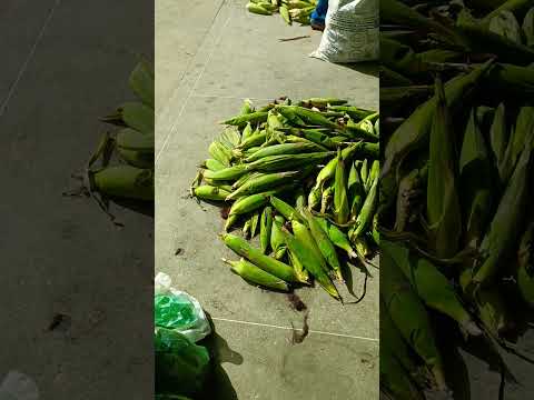 Feira livre de Caetanos na Bahia #subscribe 15/11/2025