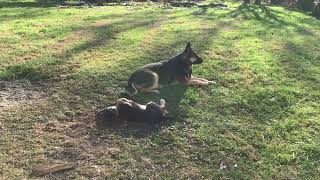 Willow at 8ish weeks.. Taking on the BIG GIRL.. ELSA  #shorts