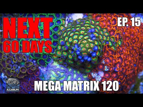 The NEXT 60 DAYS - Adding Fish, Clean Up Crew, RODI Water Top Off, Diatom Blooms - Mega Matrix 120