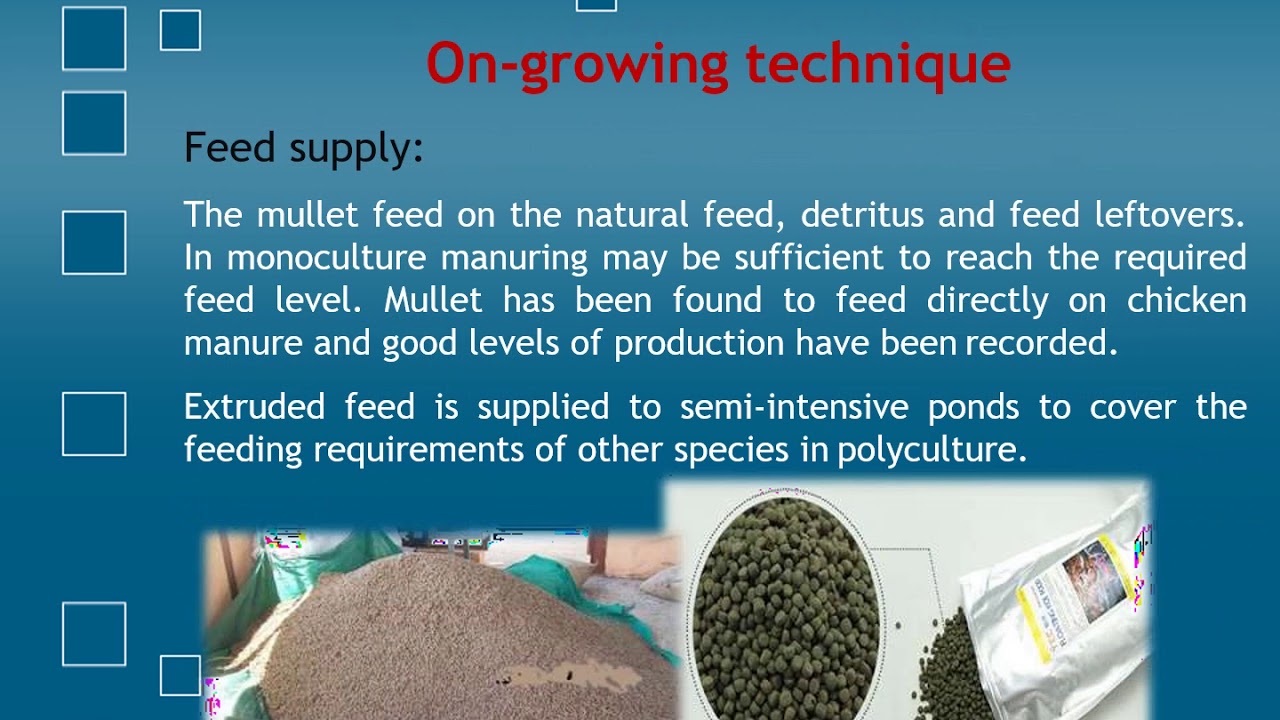 TLE 8 CULTURE METHOD OF MULLET