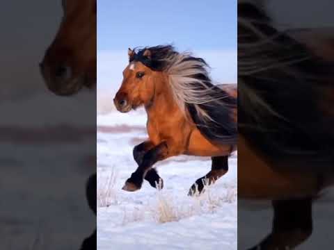 Best Wild Horses Mare Compilation of some Wild Horse Fights Video 265