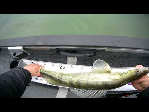 Lure Check: Zander Pro