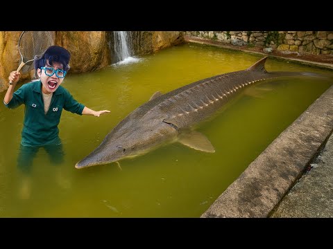 Kita Menemukan Kolam Kakekku yg Terbengkalai PENUH dengan Ikan Monster GIGAS!
