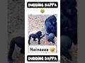 Nainaaa Funny Shorts Comedy Shortsfeed Monkey Funnyanimals Animalvideos Monkeyvideo Pets