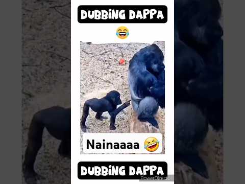 Reel tagged #animalvideos