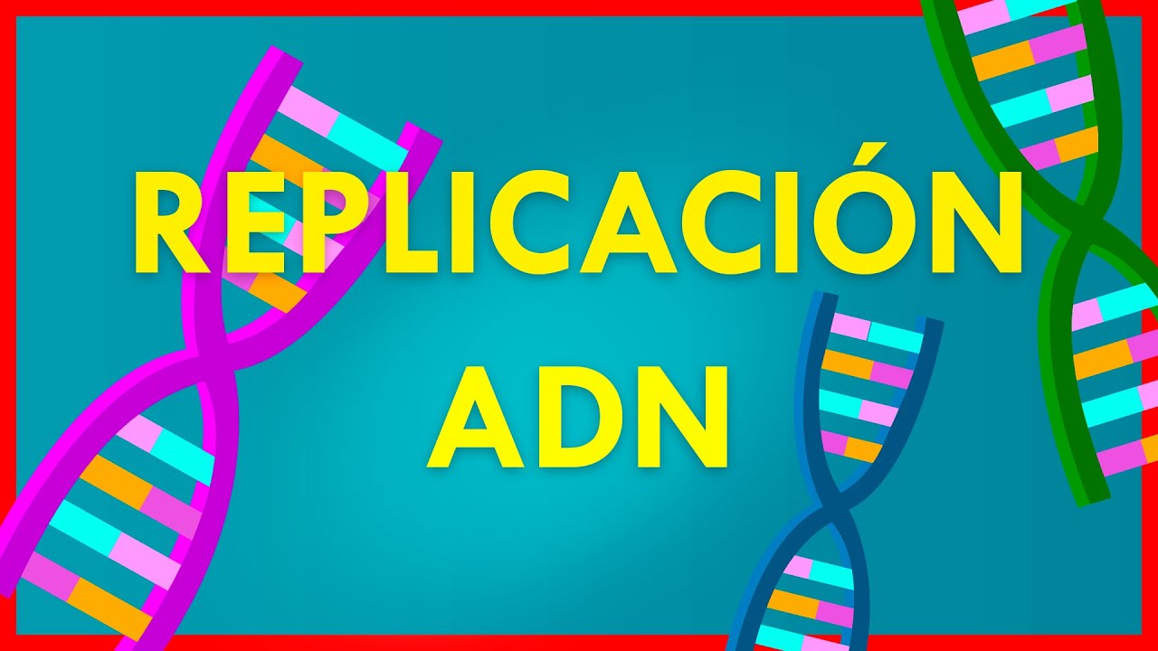 DNA SELF-DUPLICATION // EASY and FAST Explanation