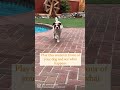 Play This Sound For Your Dog And See What Happens