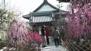 preview picture of video '「光受寺」　大垣市・墨俣町'