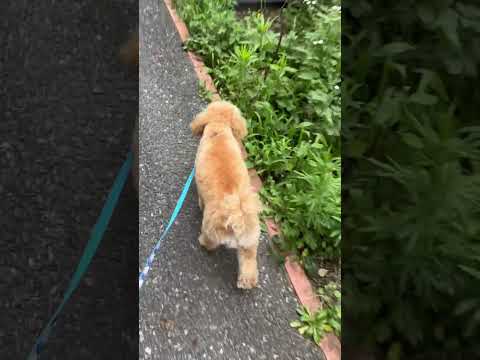 経営学科 草が好きなトイプードル11ヶ月 #toypoodle #トイプードル #puppy