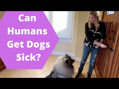 Can Dogs Become Sick From Humans & How To Tell If Your Dog Is Sick   Part 1 of 2