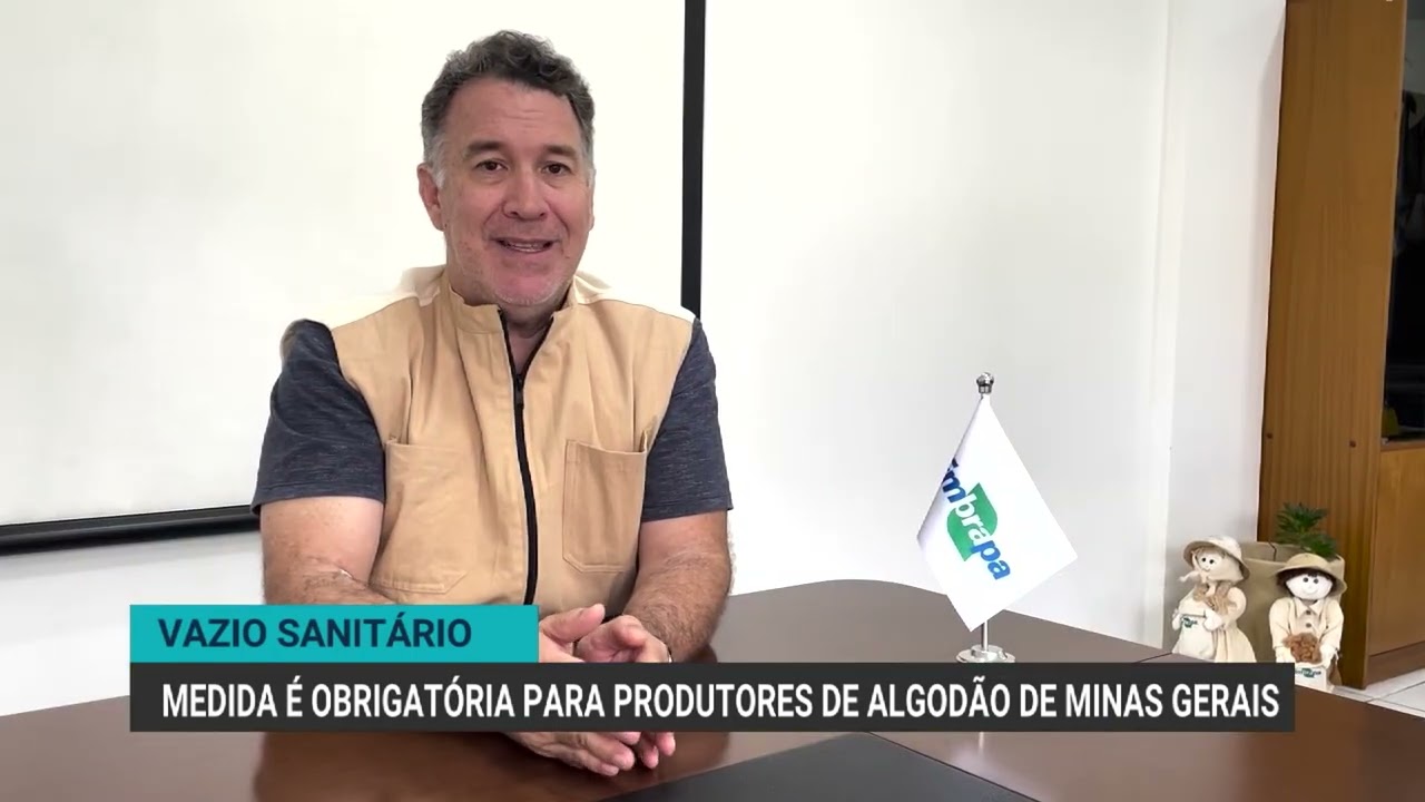 Vazio sanitário do algodão começa em Minas Gerais