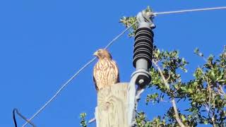 Coopers hawk - female? Yellin about some thing