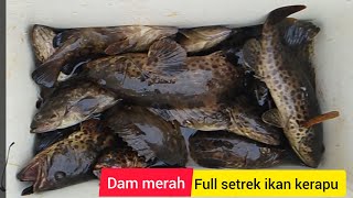 Download lagu Mancing ikan kerapu di dam merah..ikan lagi gacor mp3