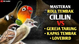 Download lagu NGERIII..!!!MASTERAN ROLL TEMBAK CILILIN SAMBUNG GEREJA TARUNG, KAPAS TEMBAK, DAN LOVEBIRD !! mp3