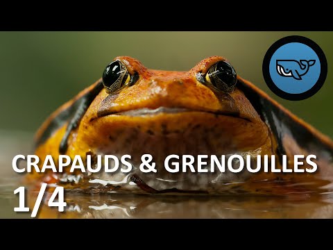 S02E64 : Grenouilles et crapauds 1/4 : tout sur les anoures, Rémy Falchi (herpétophile) BSG