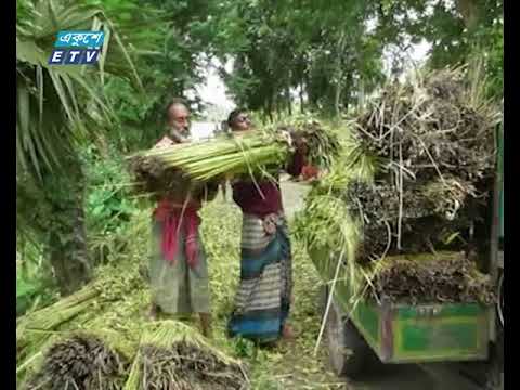 ফরিদপুরে পাট আবাদ বৃষ্টির কারণে ক্ষতিগ্রস্ত