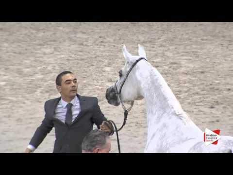 N.38 VOLODIA DE LAFON - Paris 2015 - Fillies 2-3 years old (Class CM2 B)