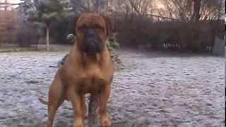 Multi Champion Ruff's DANCE OF THE SHAMAN to Nestor Notabilis