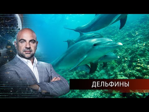 Как устроен мир. Дельфины