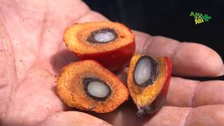 ExpediçãoAmazonia+ Tailandia