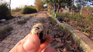 Cận cảnh chim cút tự nở trong tự nhiên.