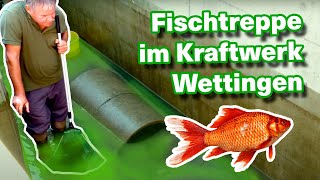 preview picture of video 'naturemade star: Fischtreppe im Kraftwerk Wettingen'