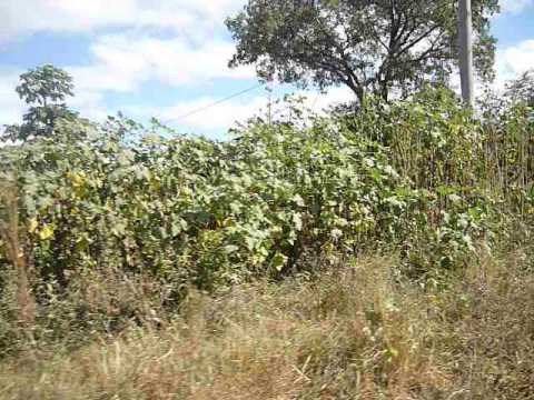 Komunitní dobrovolnický projekt v JAR