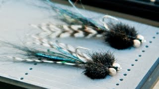 Black Glistening Crab Shrimp - with underwater movement footage