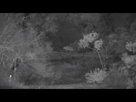 Djuma: Lone Hyena walks by and walks down dam wall - 05:45 - 09/02/20