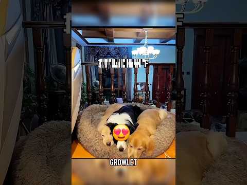 This Dog Won't Sleep Alone Without Friends!❤🥺 #shorts