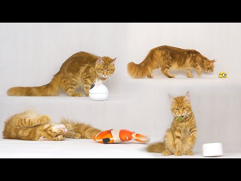 Testing four different cat toys.