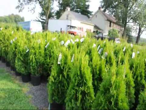 See about Emerald Green Arborvitae spacing of plants