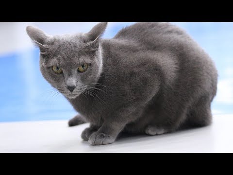 How to Identify a Russian Blue - Cat Breeds