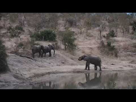Djuma: Three Elephants coming to drink at dam - 17:35 - 07/23/20